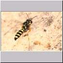 Cerceris arenaria - Grabwespe w09 13mm mit Ruesselkaefer beim Nestanflug.jpg